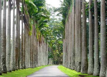 Royal Botanical Garden